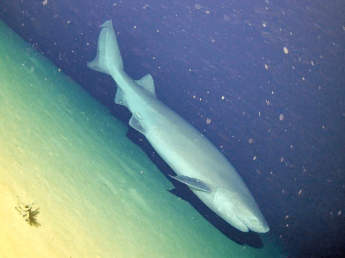 Close-up of an undescribed deepwater shark