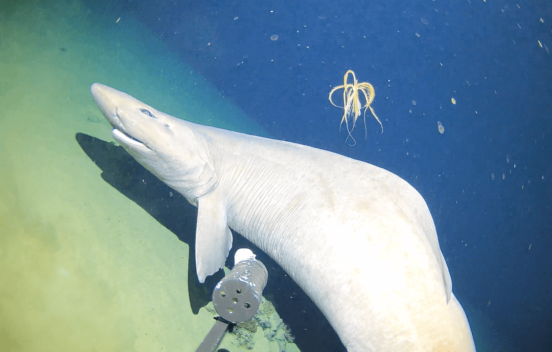 Deepwater shark passing the camera rig with a whip coral in the background