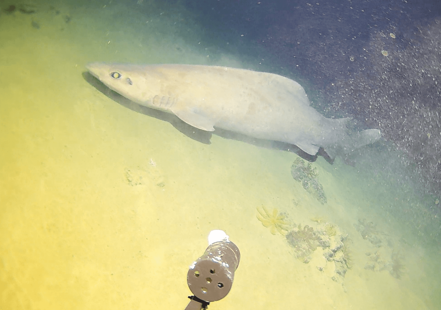 False catshark swimming past the camera near the seafloor