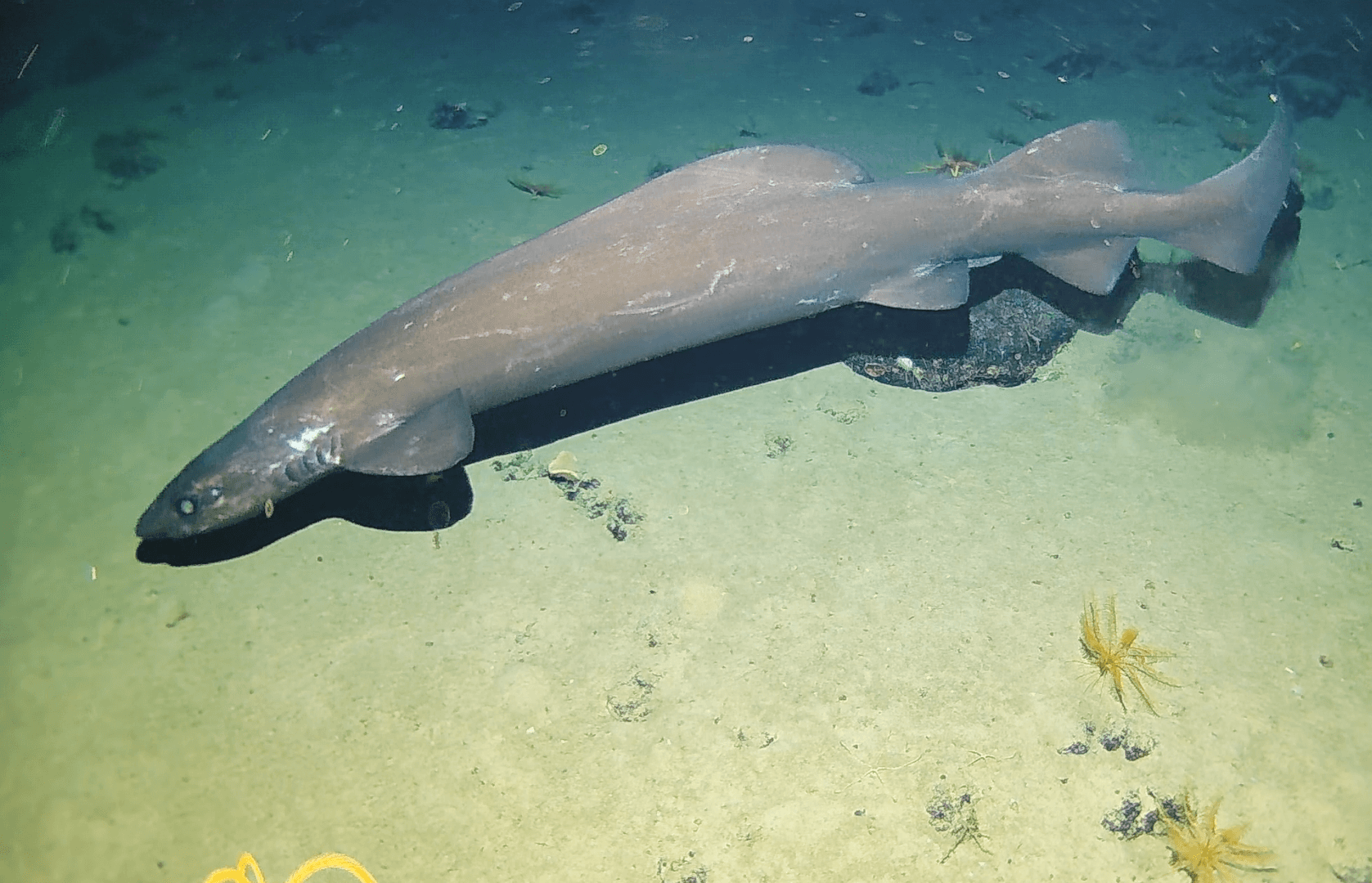 False catshark resting on the seafloor