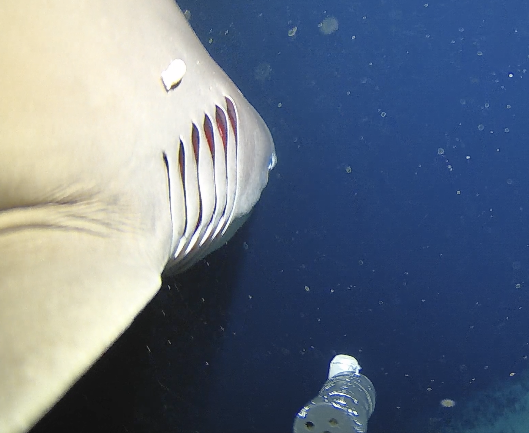 Close-up of a Bluntnose sixgill shark's six gill slits
