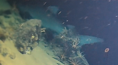 Smalltooth sand tiger shark on the reef slope